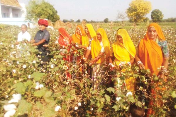 कपास (Cotton) में नवाचार से कमाया नाम