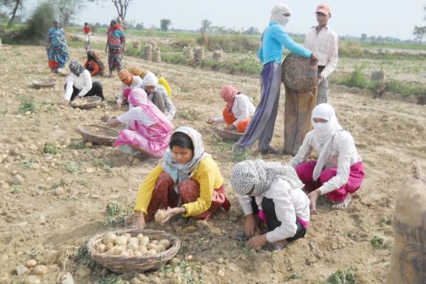 आलू (Potato) की खुदाई और रखरखाव