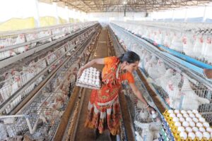 मुरगीपालन (Poultry Farming)