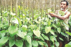 पान (Betel Leaf) की वैज्ञानिक खेती