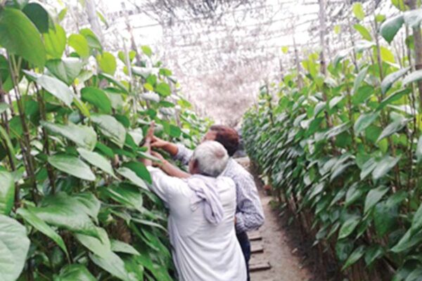 पान (Betel Leaf)