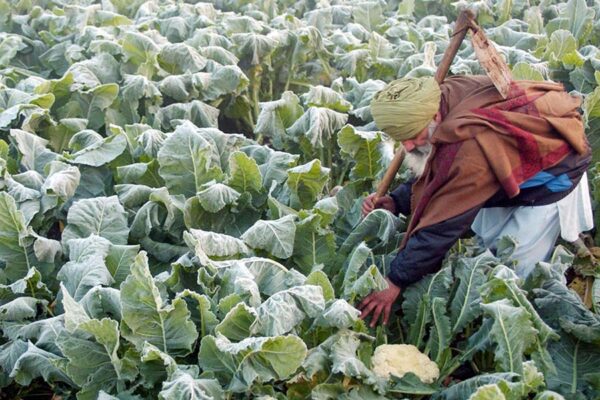 शीतलहर और पाले से फसलों की हिफाजत