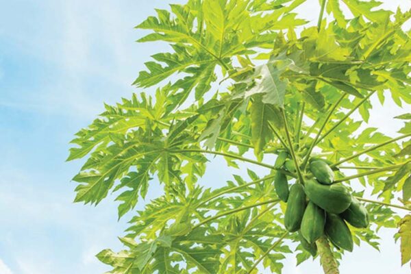 पपीता (Papaya)