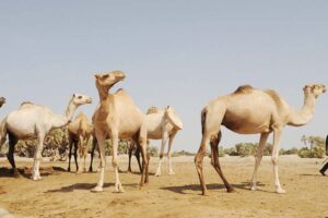 Camel Conservation