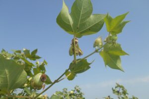 variety of cotton