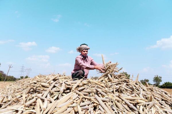 बाजरे (Millet) की वैज्ञानिक खेती