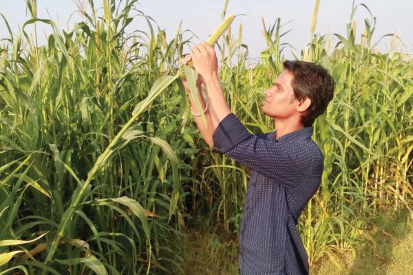 बाजरे (Millet)