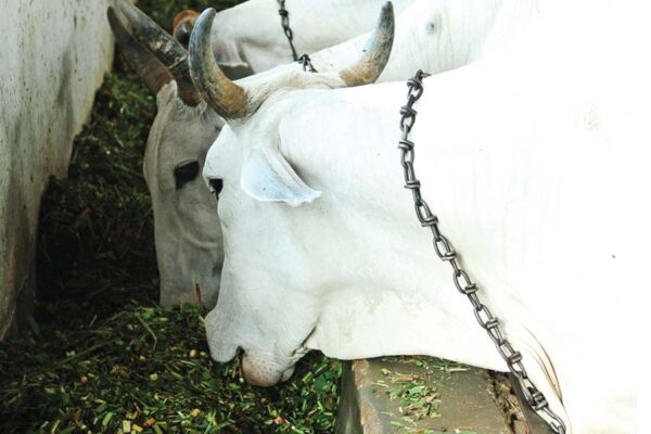 दुधारू पशुओं (Milch Animals)