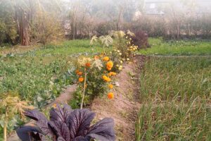 कीटरक्षक फसलों (Insect Repellent Crops) को लगाने का तरीका