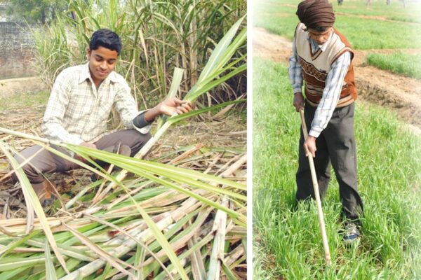 जनवरी में किए जाने वाले खेती के खास काम