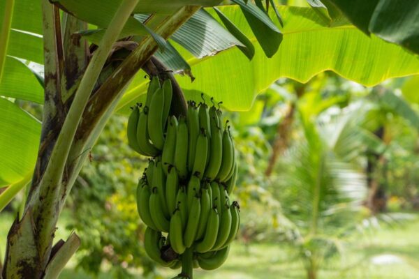 केला फसल (banana crop)