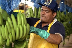 banana crop