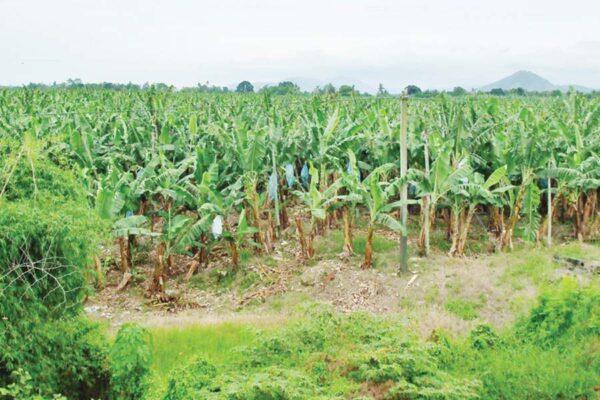 banana production