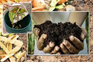 घर पर बना कंपोस्ट (Compost) है बेस्ट