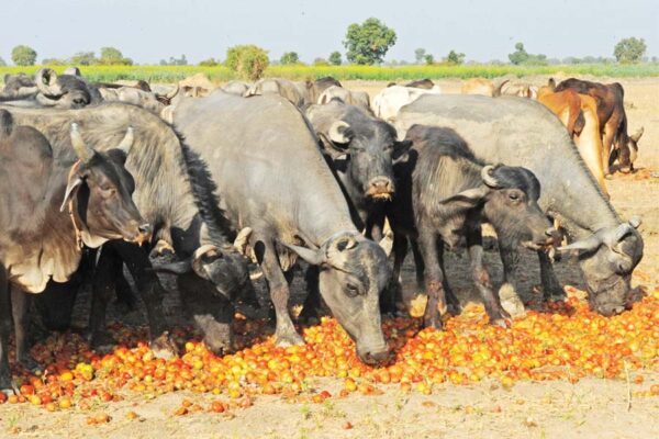 खेतीकिसानी की दिक्कतें (Problems of Farming)