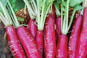 लाल मूली (Red Radish)