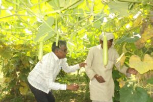 लौकी (Bottle Gourd) की खेती और फसल की सुरक्षा