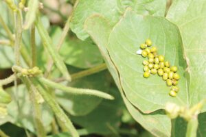 मूंग की खेती (Moong Cultivation)