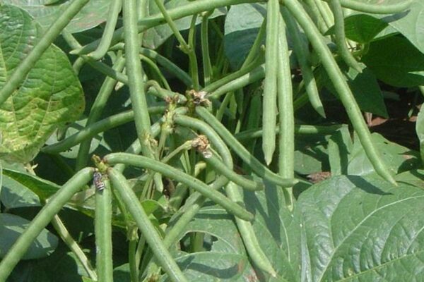 मूंग की खेती (Moong Cultivation)