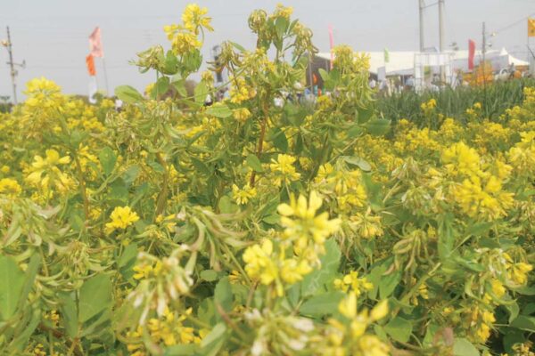 कसूरी मेथी (Kasuri Fenugreek)