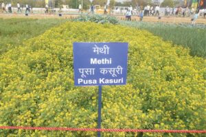 कसूरी मेथी (Kasuri Fenugreek)