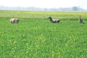 नीलगाय (Nilgai) से फसलों की हिफाजत (Protection)