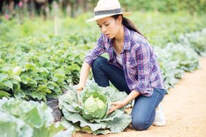 जैविक कीट प्रबंधन (Biological Pest Management)