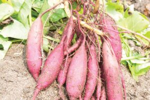 शकरकंद (Sweet Potatoes) सर्दियों से बचाए