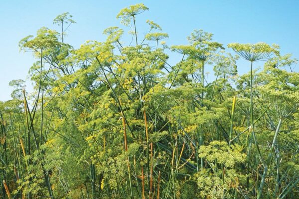 सौंफ (Fennel)