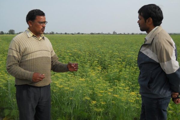 सौंफ (Fennel)