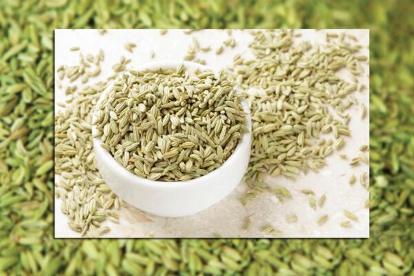 सौंफ (Fennel) की उन्नत खेती