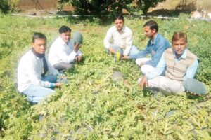 भरपूर लें उपज तरबूजेखरबूजे (Watermelon and Melon) की खेती से