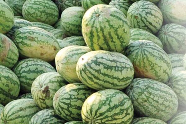 तरबूजेखरबूजे (Watermelon and Melon)