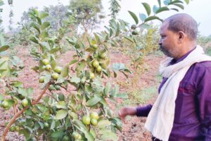 अमरूद का बगीचा (Guava Garden)