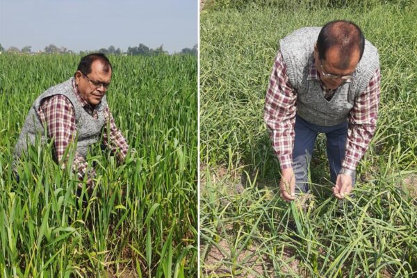 बढ़ते तापमान (temperature) से रबी की फसलों पर प्रभाव