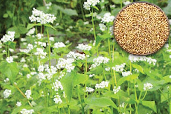 Buckwheat: कुट्टू उगाने की नई तकनीक