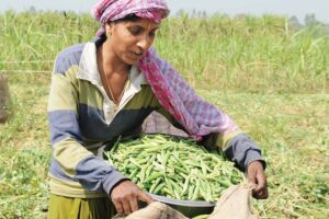 Organic farming of peas