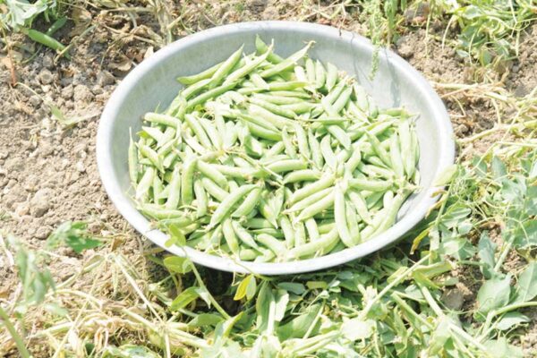 Organic farming of peas