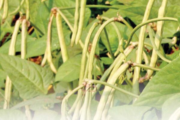 Cowpea: पशुओं के लिए पौष्टिकता से भरपूर लोबिया