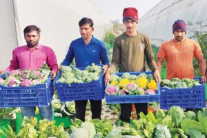 रंगीन सब्जियां (Colorful Vegetables)