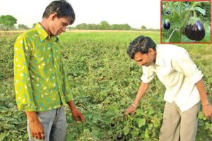 Brinjal : बैगन की आधुनिक खेती