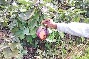 Brinjal Cultivation : बैगन की खेती में कीट व रोगों की रोकथाम