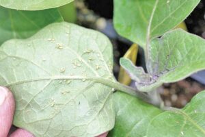 Brinjal Cultivation