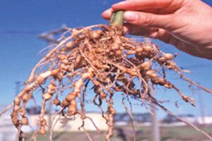 Brinjal Cultivation