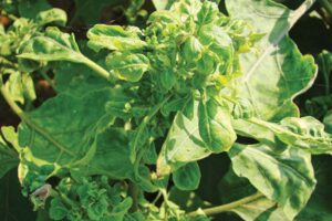 Brinjal Cultivation