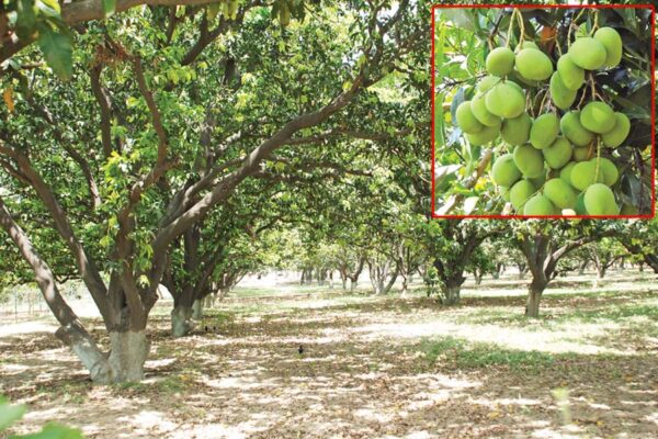 Mango Orchards : आम बागों की देखभाल और सफल उत्पादन