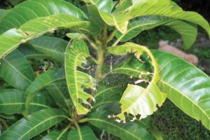 Mango Orchards