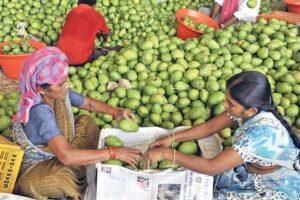 Mango : आम की तोड़ाई के बाद फलों की कैसे करे देखभाल