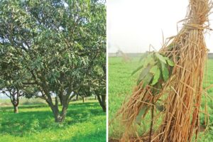 Mango Orchards