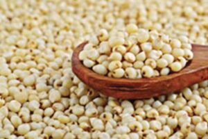 Jowar : जायद में ज्वार (sorghum) की खेती